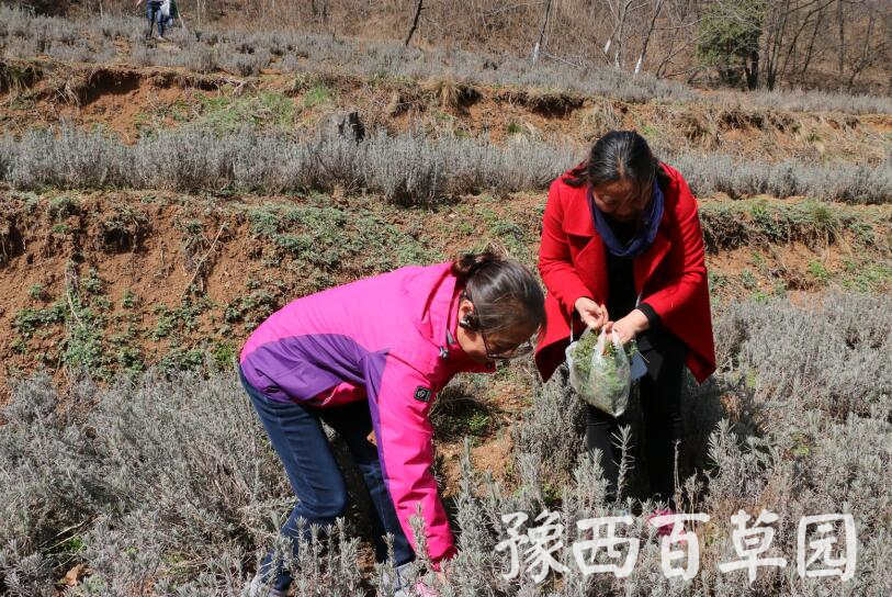 在豫西百草园挖野菜的游客们