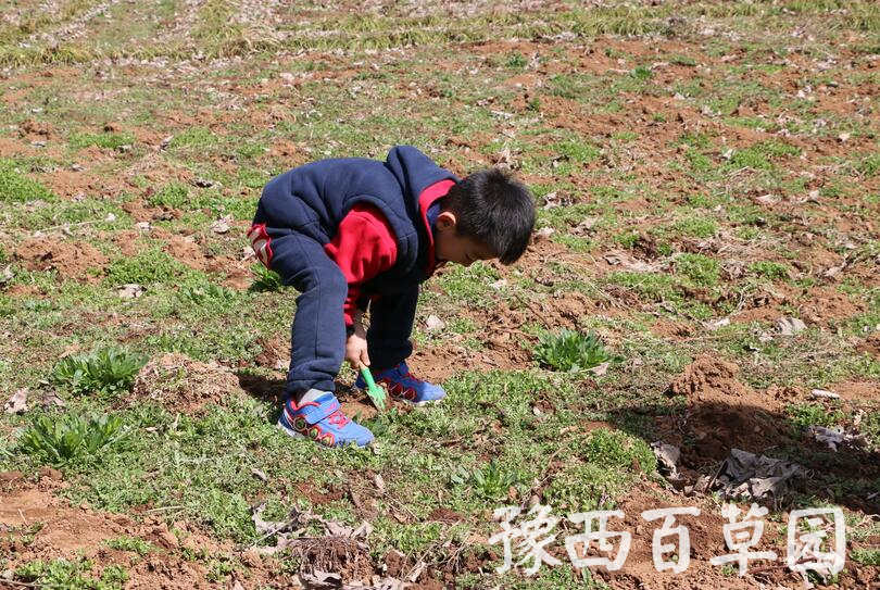 在豫西百草园挖野菜的游客们