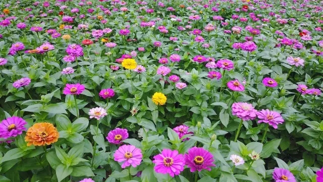 一场秋雨，魂归乡土